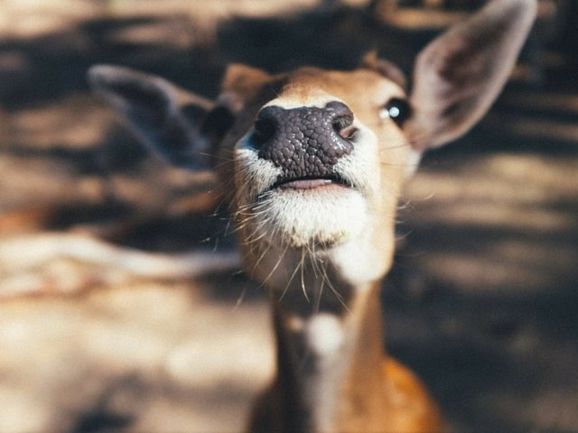 Nose or Mouth in Meditation Deer