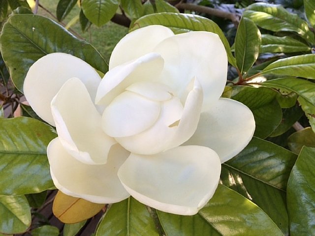 White Magnolia